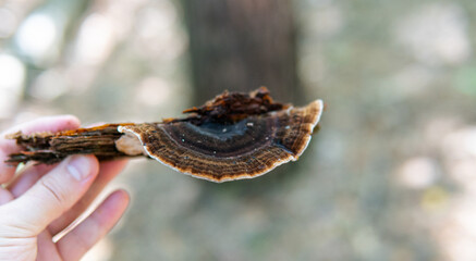 .autumn forest mushroom picking season, natural variety of fungi in the world
