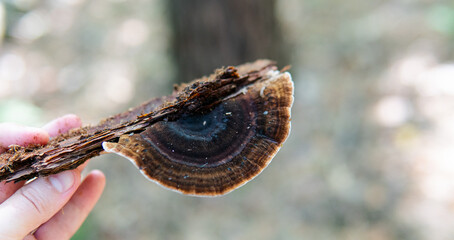 .parasitic fungi of the polypore family, scientific experiments on the fungal family Polyporaceae