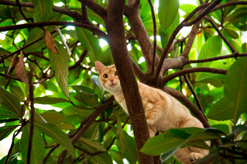 red, domestic, funny cat, sitting on a tree with green leaves