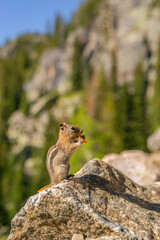 Naklejka na ściany i meble Chipmunk on rock eating in Rocky Mountain National Park, Colorado