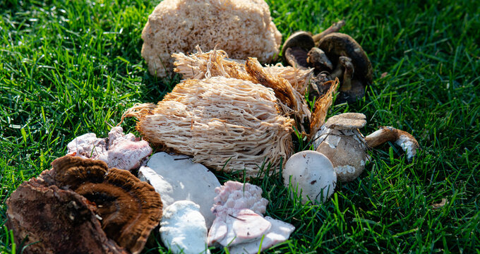 harvest season for forest medicinal mushrooms