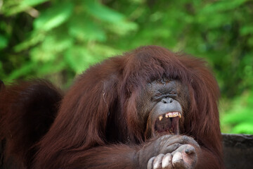 Funny faces of sleepy orangutan