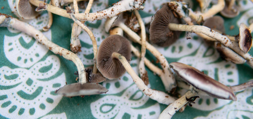 practical experiments in the influence of magic mushrooms on the patient's psyche. Magic fungi