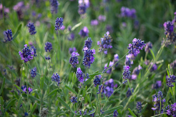 Narrow-leaved lavender flowers of 