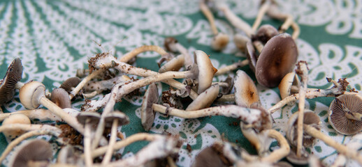 practical experiments in the influence of magic mushrooms on the patient's psyche. Magic fungi