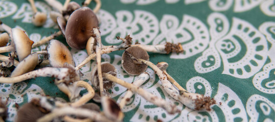 practical experiments in the influence of magic mushrooms on the patient's psyche. Magic fungi