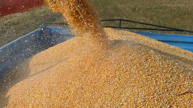 Corn harvest, close-up of combine transferring freshly harvested corn into tractor-trailer for transport to the silos, slow motion