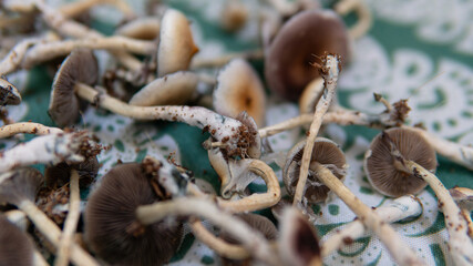 the effect of psilocybin mushrooms on the psyche and mental health of people. magic fungi