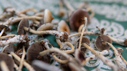 practical experiments in the influence of magic mushrooms on the patient's psyche. Magic fungi