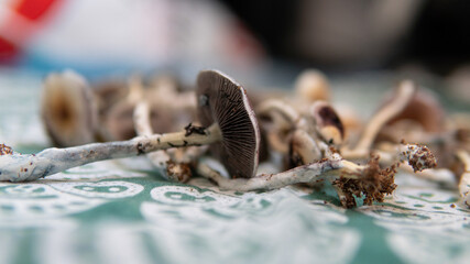 practical experiments in the influence of magic mushrooms on the patient's psyche. Magic fungi