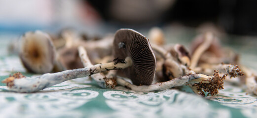 the effect of psilocybin mushrooms on the psyche and mental health of people. magic fungi