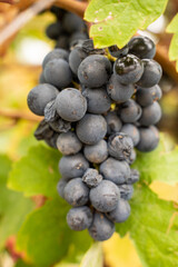 bunch of black grape in a cultivated field. Grape to make wine or eat