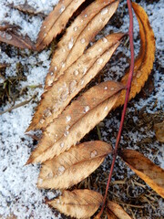 autumn leaves on the ground