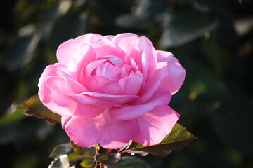 The pink flower of the large-flowered rose 