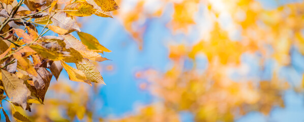 Colorful autumn leaves on blue sky on a sunny day