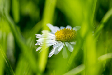 Obraz na płótnie Canvas closeup image of a daisy flower blossom on green background