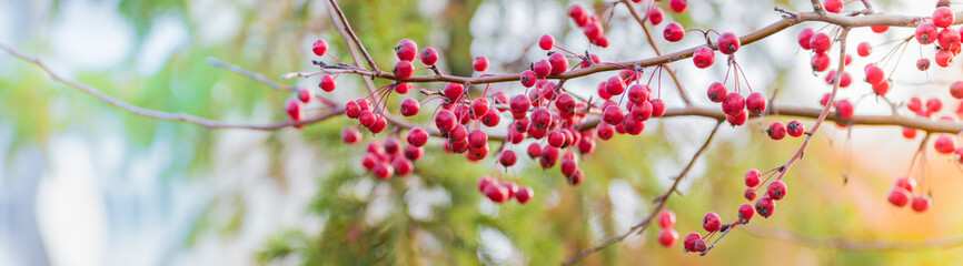 Beautiful panoramic autumn scenery with colorful leaves, berries and bokeh background