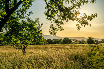 sunset in a orchard meadow with trees and a crop field in the foreground