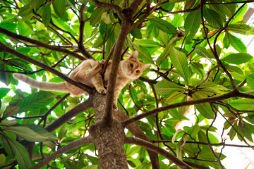 red, domestic, funny cat, sitting on a tree with green leaves