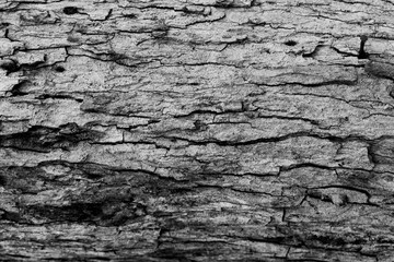 Old Wood Tree Texture Background Pattern