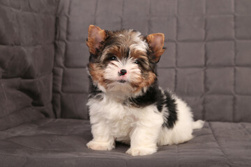 Beaver York puppy on a gray background.