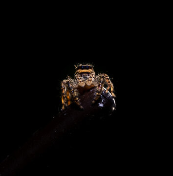 close up image of a jumping wolf spider resting on a metal stick
