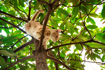 red, domestic, funny cat, sitting on a tree with green leaves