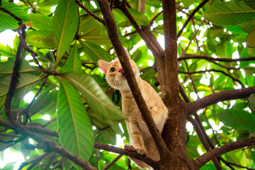 red, domestic, funny cat, sitting on a tree with green leaves