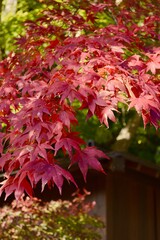 Fototapeta na wymiar Red bright autumn foliage with its star shape