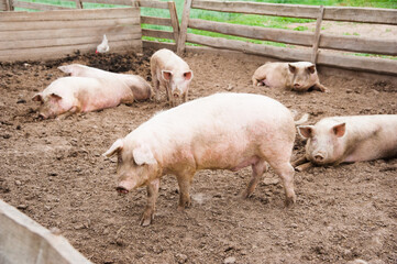 Domestic pigs on a farm
