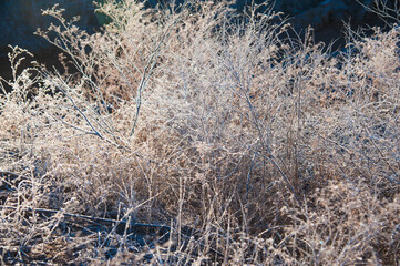 Fototapeta premium Winter trees in the snow