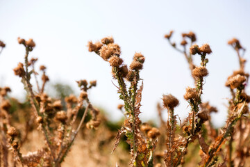 Silybum marianum (cardus marianus, milk thistle, blessed milkthistle, Marian thistle, Mary thistle or Scotch thistle) dry flowers on a beautiful blurry background