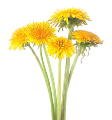 Naklejka premium Yellow dandelion flowers isolated on a white background