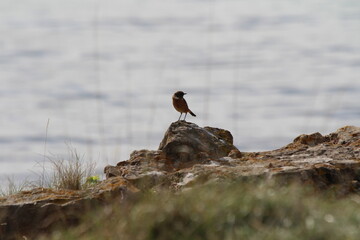 Bird perched on a rock on Portishead coast 