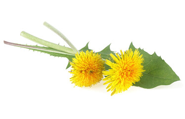 Flowers of dandelions with leaves isolated on a white background, close up.