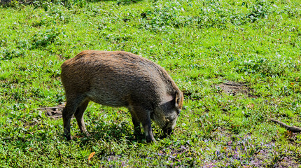 Wildschwein