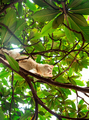 red, domestic, funny cat, sitting on a tree with green leaves