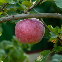 Red apple in raindrops hanging on a branch.
