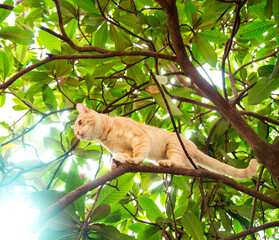 red, domestic, funny cat, sitting on a tree with green leaves