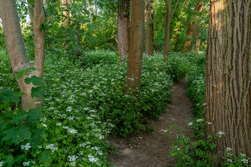 a narrow path in the forest near frankfurt, germany