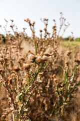 Silybum marianum (cardus marianus, milk thistle, blessed milkthistle, Marian thistle, Mary thistle or Scotch thistle) dry flowers on a beautiful blurry background