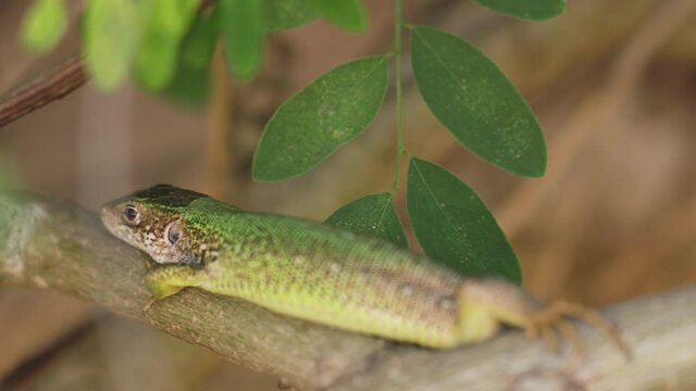 Green steppe lizard sits on branch. Close-up lizard basking in sun.