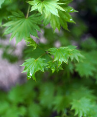 Fototapeta premium Green leaf detail with rain drops