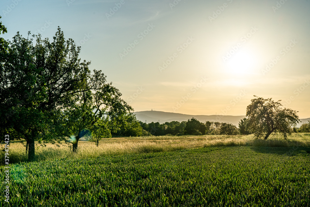 Wall mural sunset in a orchard meadow with trees and a crop field in the foreground