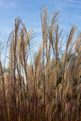 Fototapeta premium Tuft of Miscanthus sinensis grasses against the blue sky
