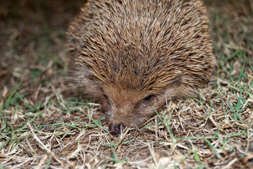 hedgehog close-up in the bush