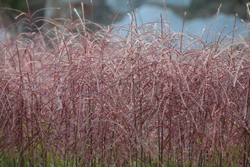 Różowosrebrzyste pióropusze miskanta chińskiego © Monika