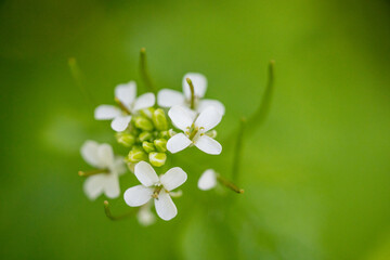 close up image of wild Radish, Raphanus raphanistrum, Jointed Charlock, White Charlock Herb with four petals
