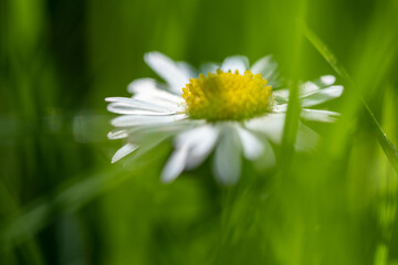 Fototapeta na wymiar closeup image of a daisy flower blossom on green background