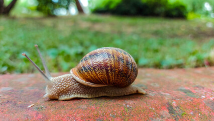 Snail on a green leaf.